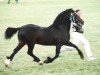 stallion Trevallion Harry (Welsh-Cob (Sek. D), 1986, from Cippyn Real Magic)