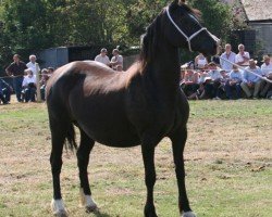 Zuchtstute Danaway Reba (Welsh-Cob (Sek. D), 2000, von Trevallion Harry)