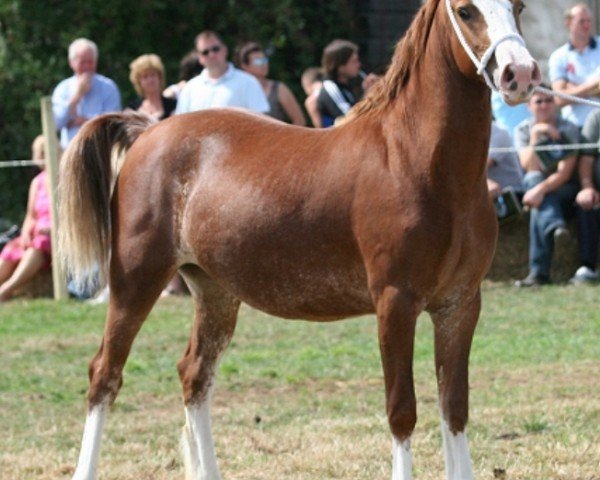 horse Danaway Confetti (Welsh-Cob (Sek. D), 2007, from Danaway Tango)