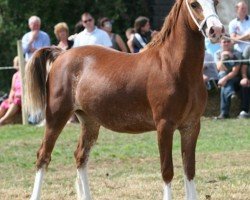 Pferd Danaway Confetti (Welsh-Cob (Sek. D), 2007, von Danaway Tango)