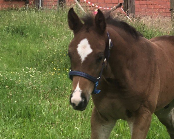 foal by Catinus Casimero (Westphalian, 2024, from Casmir 8)