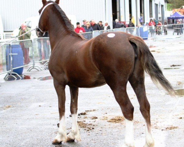 Pferd Coppathorne Amazing Grace (Welsh-Cob (Sek. D), 2011, von Danaway Tango)