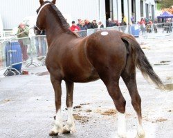 horse Coppathorne Amazing Grace (Welsh-Cob (Sek. D), 2011, from Danaway Tango)