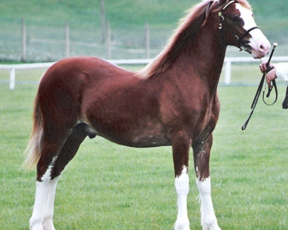 Pferd Bookham Lodge Joseph (Welsh-Cob (Sek. D), 2002, von Danaway Tango)