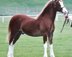 horse Bookham Lodge Joseph (Welsh-Cob (Sek. D), 2002, from Danaway Tango)