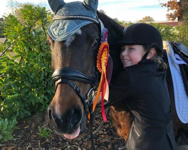 dressage horse Noc Out (German Riding Pony, 1997, from Nixen)