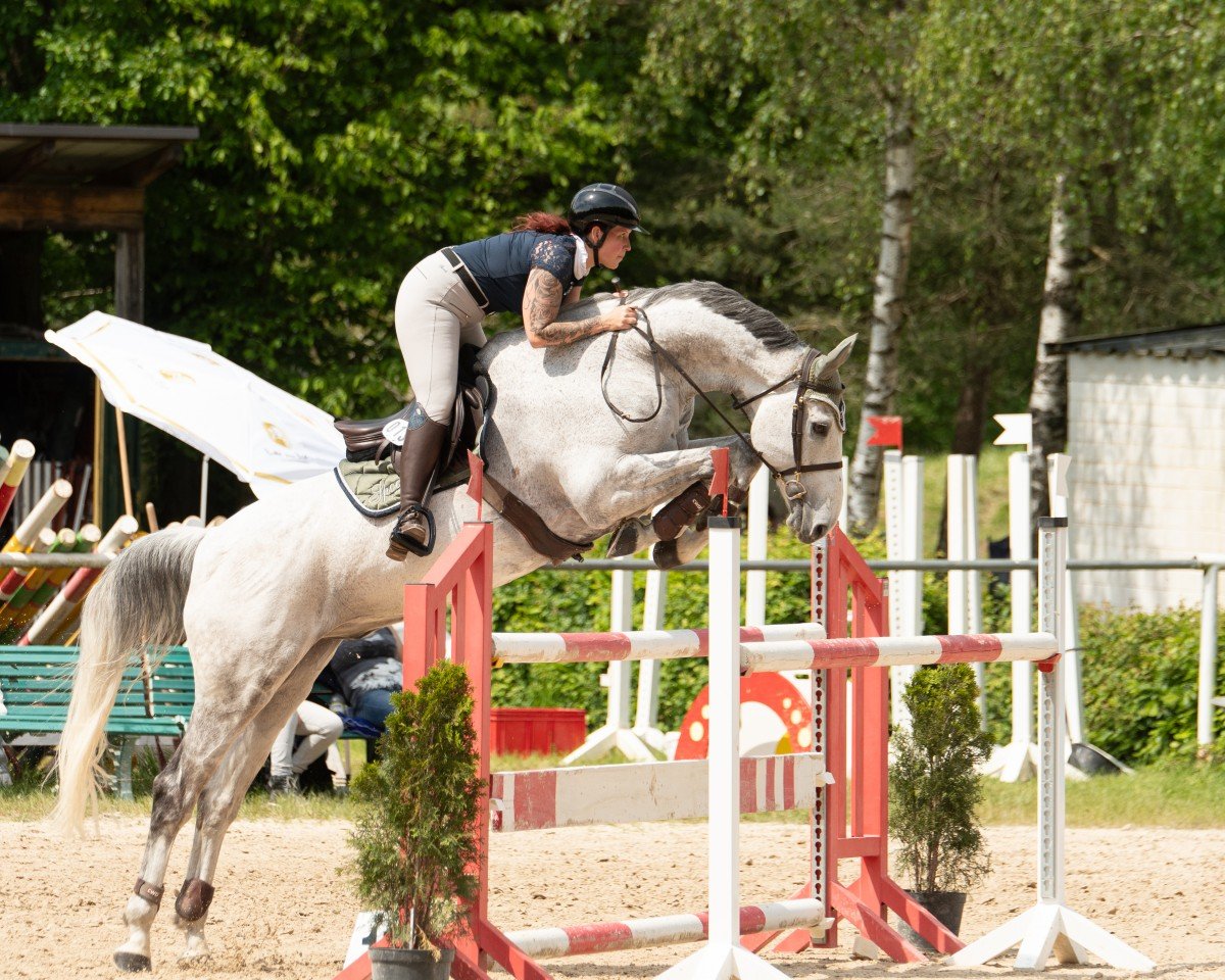 jumper Washington 162 (Oldenburg show jumper, 2012, from Wizzerd WV)