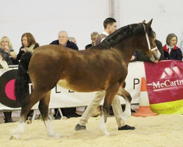 horse Abergavenny Chantilly Lace (Welsh-Cob (Sek. D), 2012, from Bookham Lodge Joseph)