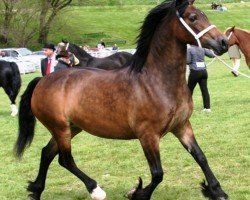 Pferd Abergavenny Viscountess (Welsh-Cob (Sek. D), 2005, von Trevallion Picasso)