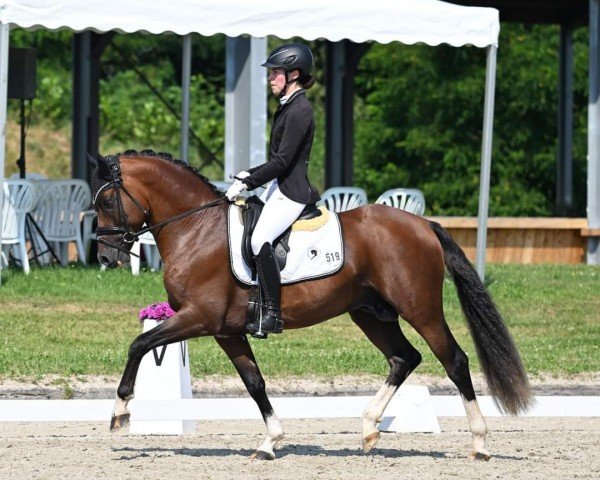 stallion Duvalier WS (German Riding Pony, 2020, from D-Gold AT NRW)