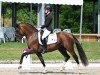 Deckhengst Duvalier WS (Deutsches Reitpony, 2020, von D-Gold AT NRW)