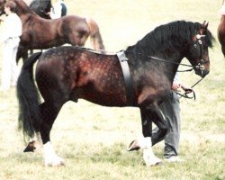 Pferd Buckswood Jupiter (Welsh-Cob (Sek. D), 1978, von Derwen Regal Commander)