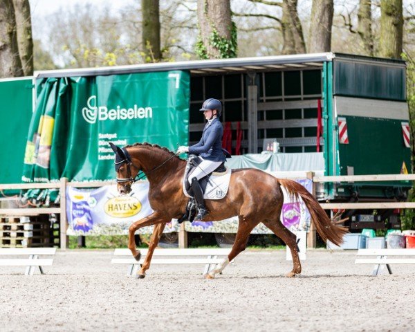 dressage horse Fantastic Fritzi (Hanoverian, 2019, from Fürst Wilhelm)