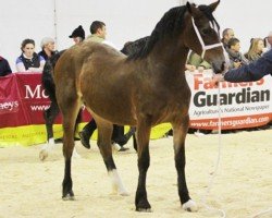 horse Coppathorne Viva la Diva (Welsh-Cob (Sek. D), 2012, from Trevallion Picasso)