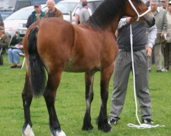 horse Victoria Dazzler (Welsh-Cob (Sek. D), 2010, from Trevallion Picasso)