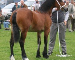 Pferd Victoria Dazzler (Welsh-Cob (Sek. D), 2010, von Trevallion Picasso)