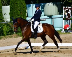 dressage horse Esterhazy CL (Hanoverian, 2019, from Escolar)