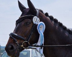 dressage horse Emilio 139 (Trakehner, 2012, from Impetus)