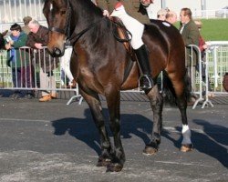 Pferd Victoria Marcus (Welsh-Cob (Sek. D), 2003)