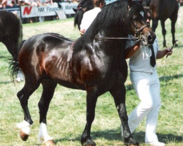 stallion Gerrig Glory (Welsh-Cob (Sek. D), 1980, from Hewid Cardi)