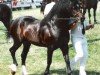 stallion Gerrig Glory (Welsh-Cob (Sek. D), 1980, from Hewid Cardi)