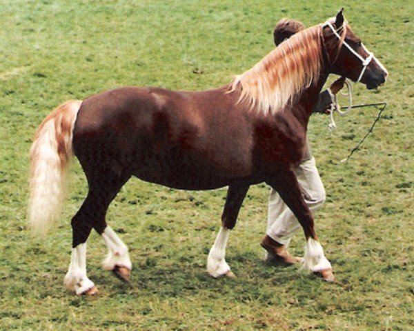 horse Penstacan Primrose (Welsh-Cob (Sek. D), 1990, from Gerrig Glory)