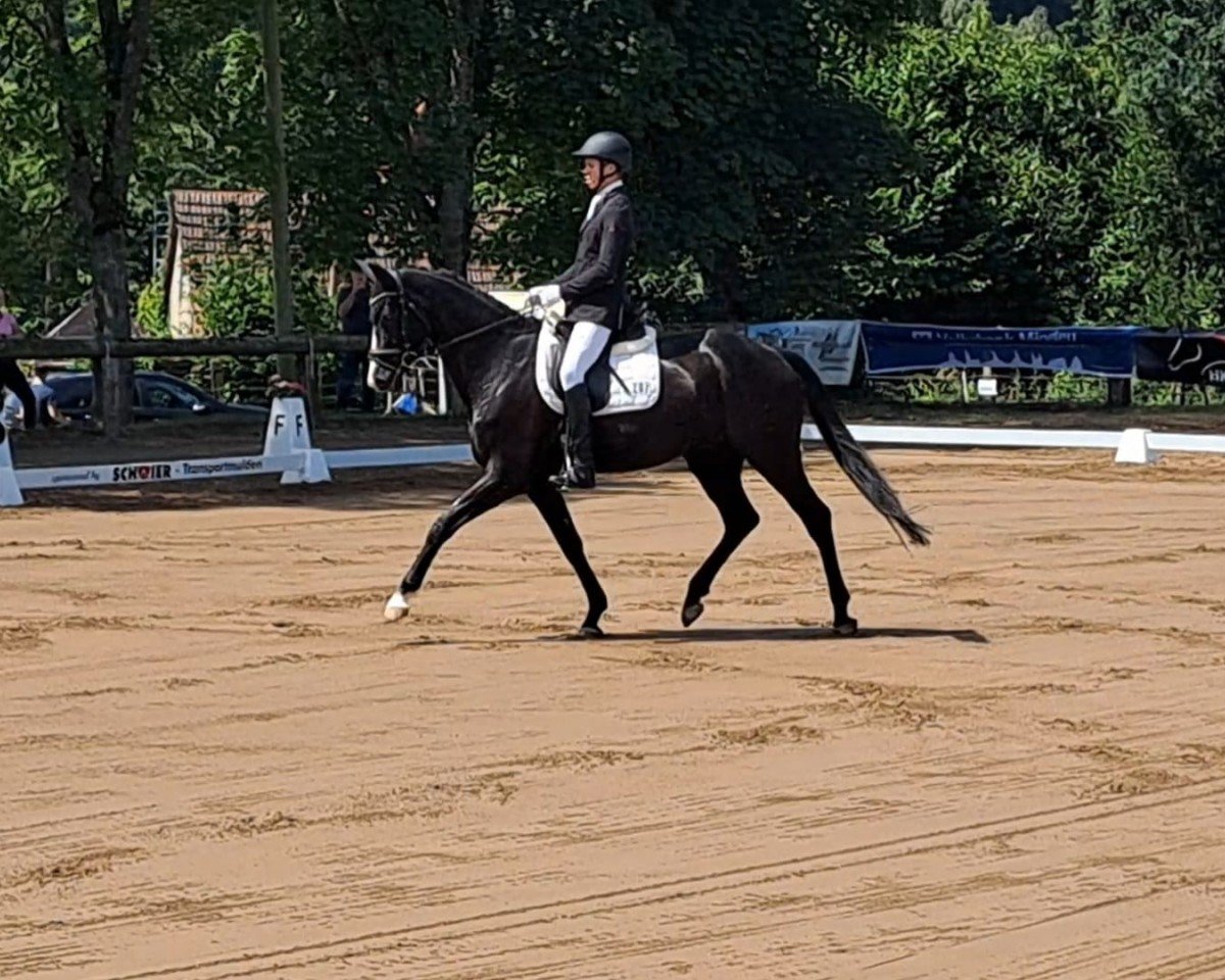 dressage horse Floris van Bommel (Oldenburg, 2016, from Fürsten-Look)