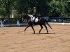 dressage horse Floris van Bommel (Oldenburg, 2016, from Fürsten-Look)