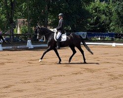 dressage horse Floris van Bommel (Oldenburger, 2016, from Fürsten-Look)