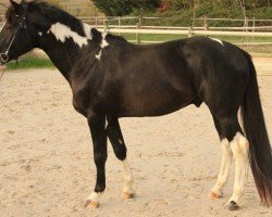 stallion Dubai (Zangersheide riding horse, 2019, from Dominator)