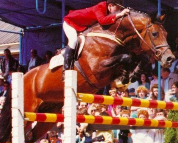 stallion Godwin van ten Bosch (Belgian Warmblood, 1983, from Carneval)