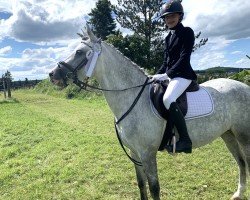 dressage horse Abella (Hungarian Warmblood, 2016)