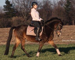 horse Arlanda L (New Forest Pony, 2007, from Orlando)