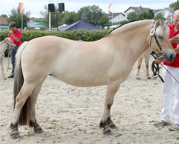 broodmare Mysla (Fjord Horse, 2008, from Dylan)