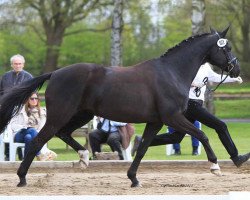 Springpferd Dark Angel 31 (Trakehner, 2001, von Caprimond)