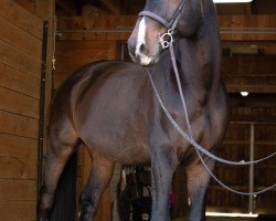 jumper Utello do (Oldenburg show jumper, 2018, from Origi D'o)