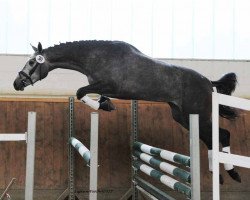 horse Hirtenglück (Trakehner, 2012, from Special Memories)