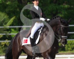 dressage horse Winner (KWPN (Royal Dutch Sporthorse), 2003, from San Remo)