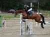 broodmare Fly A Way 4 (German Sport Horse, 2010, from Colestus)