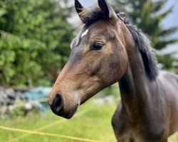 jumper Neas Diamond S (German Sport Horse, 2023, from Cornets Pleasure Dree Boeken)