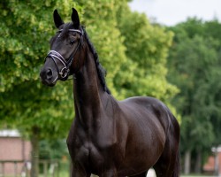 dressage horse Viva Hibiskus JS (Oldenburg, 2021, from Vitalis)