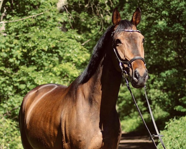 dressage horse Sweet Like Chocolate 3 (Oldenburg, 2011, from Sandro's Bube)