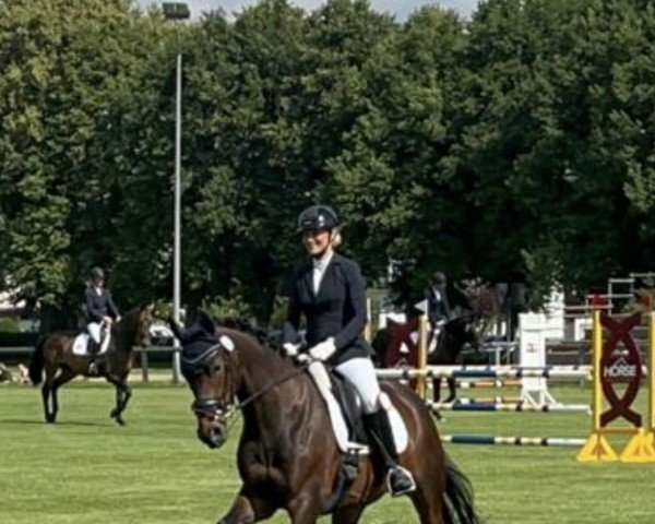 dressage horse San Amour Chéri (Hanoverian, 2017, from San Amour I)