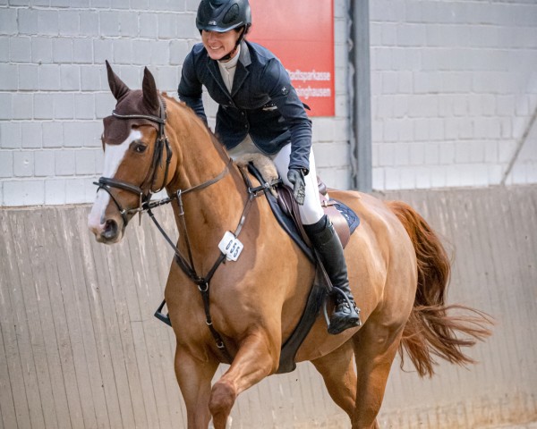 jumper Braven (Hanoverian, 2018, from Brantzau)