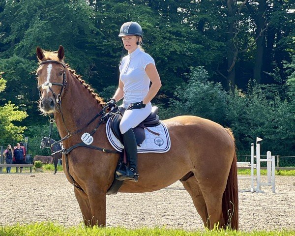 Springpferd Captain Cooper 11 (Deutsches Sportpferd, 2019, von Conthargos)