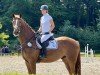 Springpferd Captain Cooper 11 (Deutsches Sportpferd, 2019, von Conthargos)