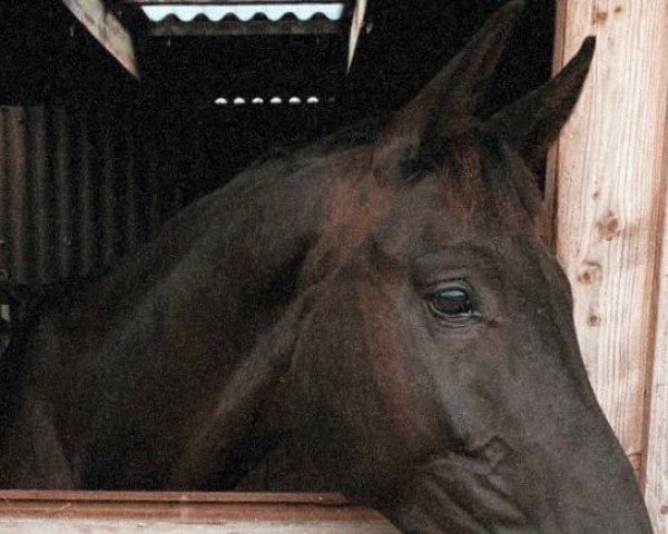 dressage horse Silverline 8 (Westphalian, 2017, from Silberschmied)