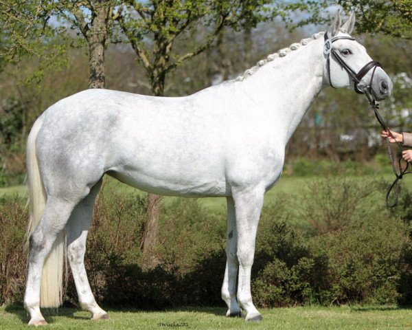 broodmare Incora von Hunnmoor (Trakehner, 2009, from Irdenkreis)