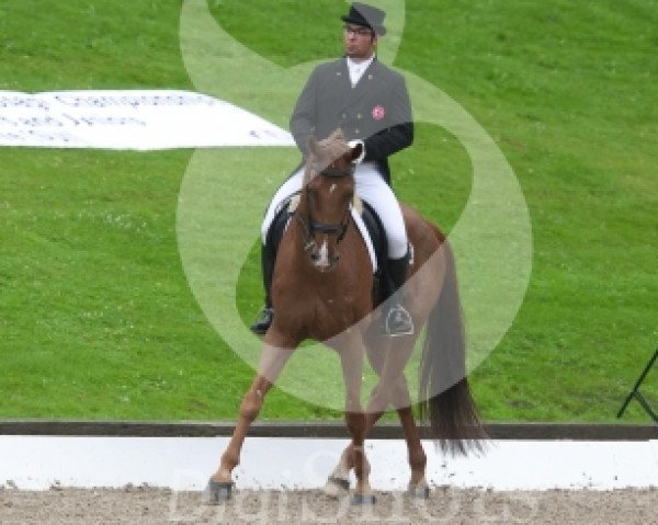 dressage horse Risander (KWPN (Royal Dutch Sporthorse), 1998, from Krack C)