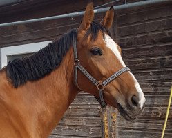 horse Bora (polish noble half-breed, 2009, from Salwiusz)